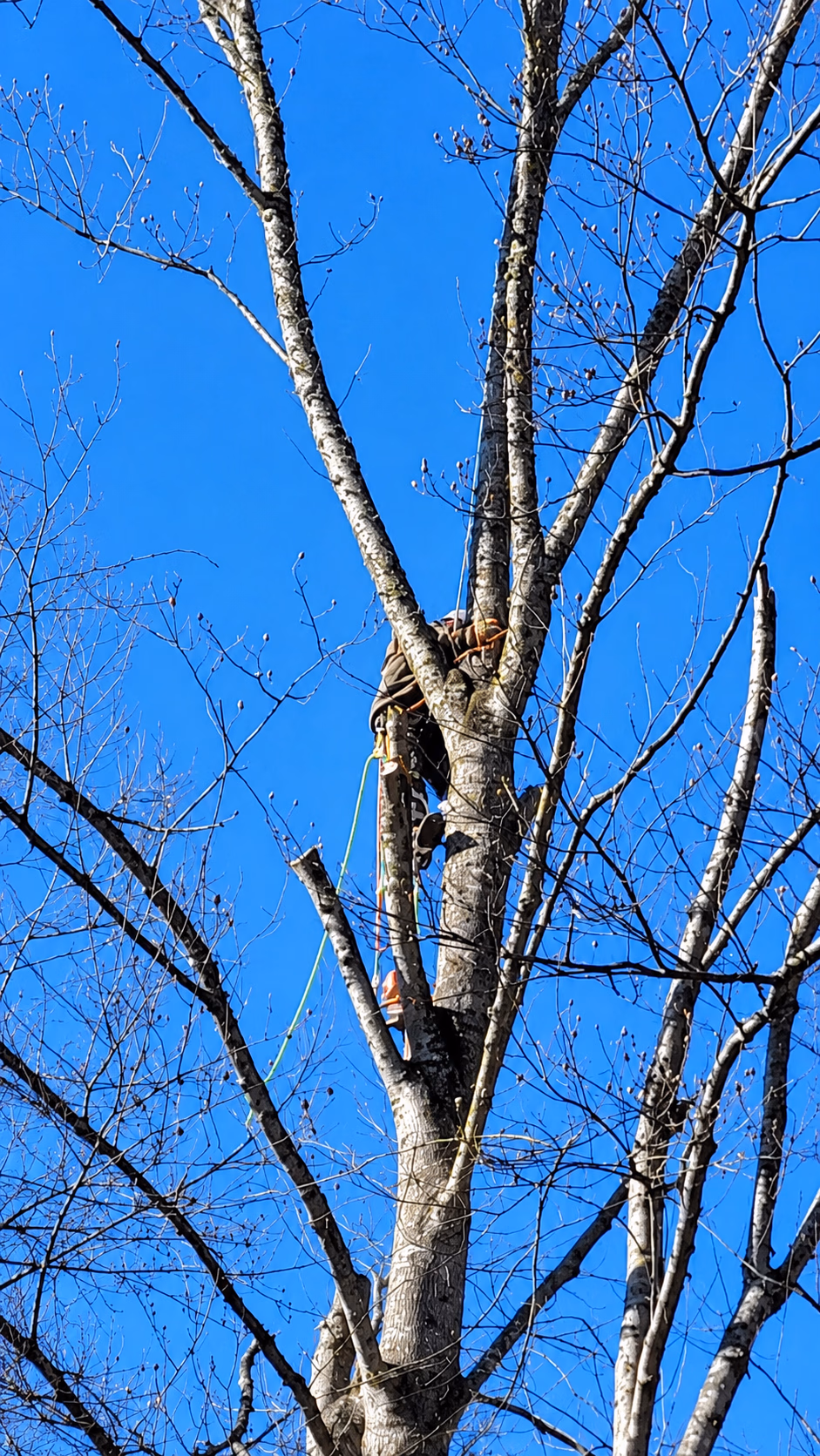 Person climbing a tall, leafless tree against a clear blue sky using climbing ropes.