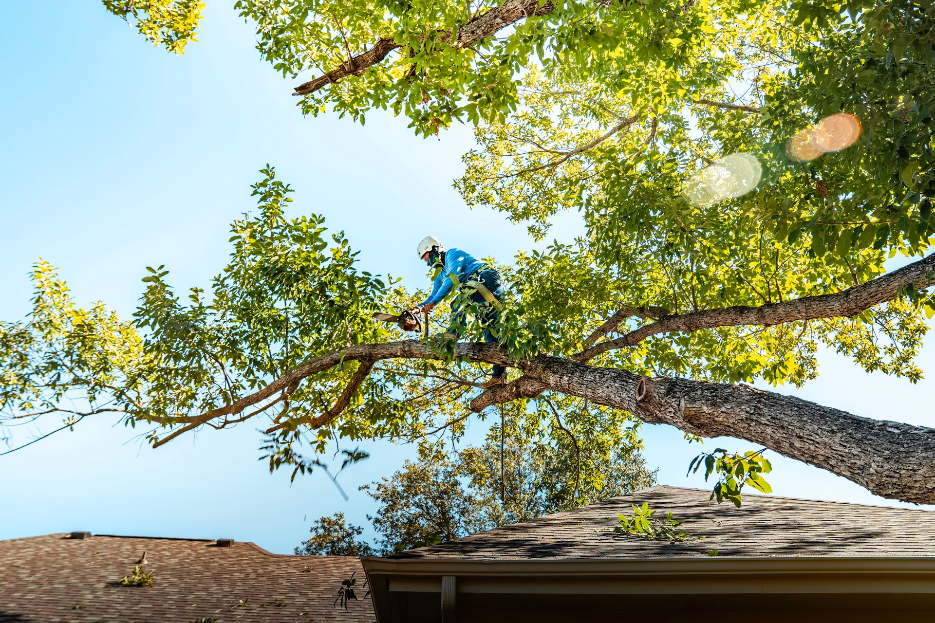 Person wearing safety gear trimming a large tree branch above a house roof on a sunny day.